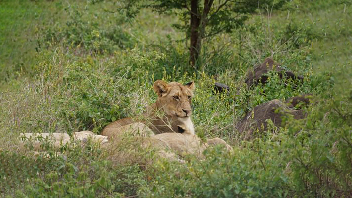 South Africa Travel Tips - Grand Goldman