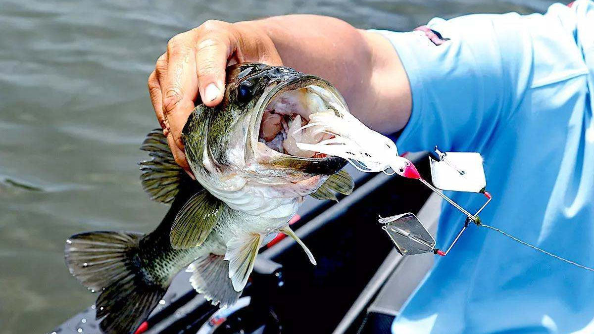 Best Bass Fishing Lures - Grand Goldman