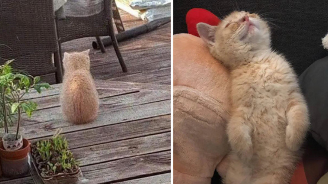 Cat Sneaks Into Yard Seeking Help, Turns Into Sweetest Lap Cat