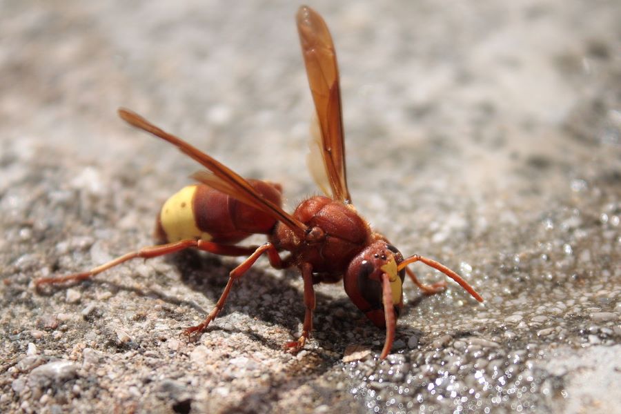 Oriental Hornet: How to Identify & Eliminate It Safely