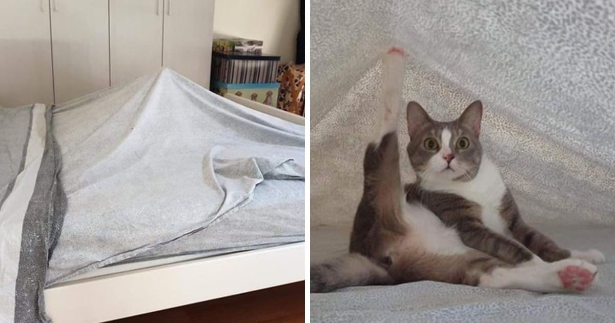 22 Adorable Pictures That Show What it Is Like Living With A Cat
