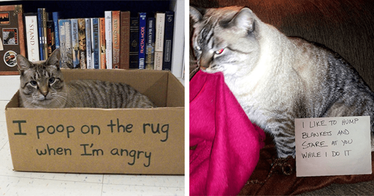 22 Cats Being Shamed Because These Hooligans Deserve It (New Pics) - grandgoldman.com