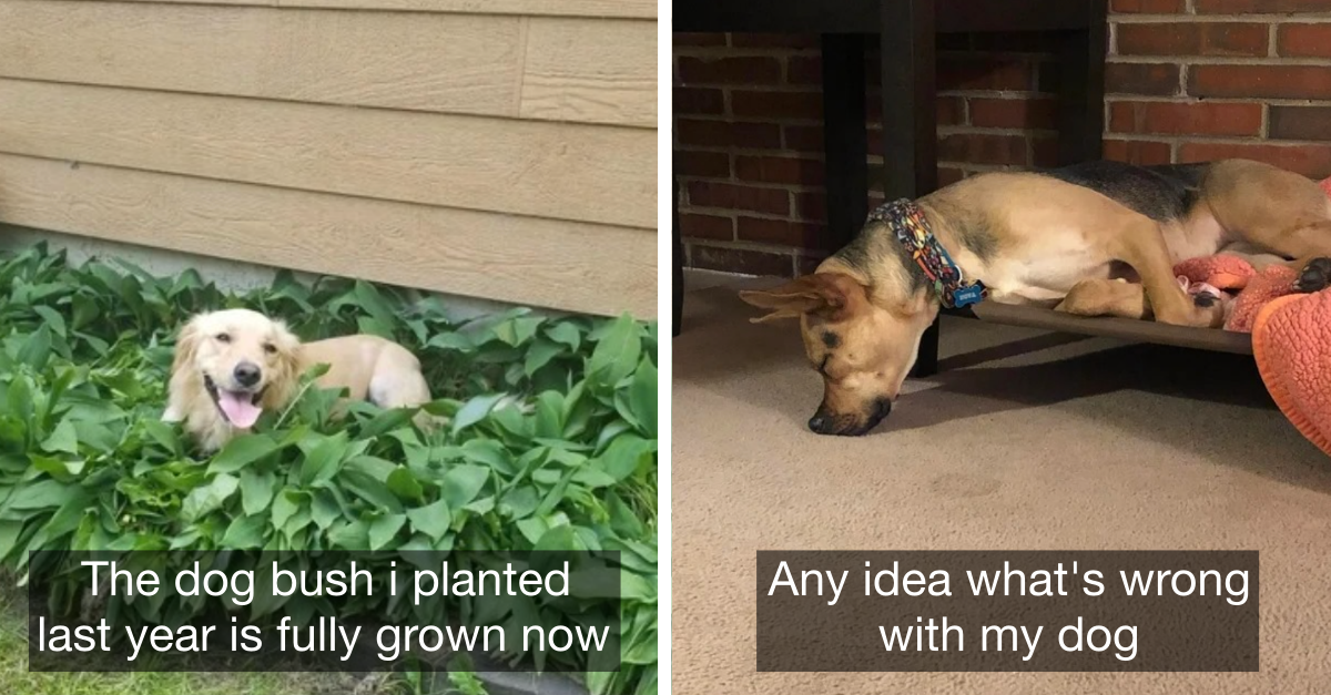 A Day In The Life With Doggos Depicted Through Funniest Dog Snapchats (25 Pics)