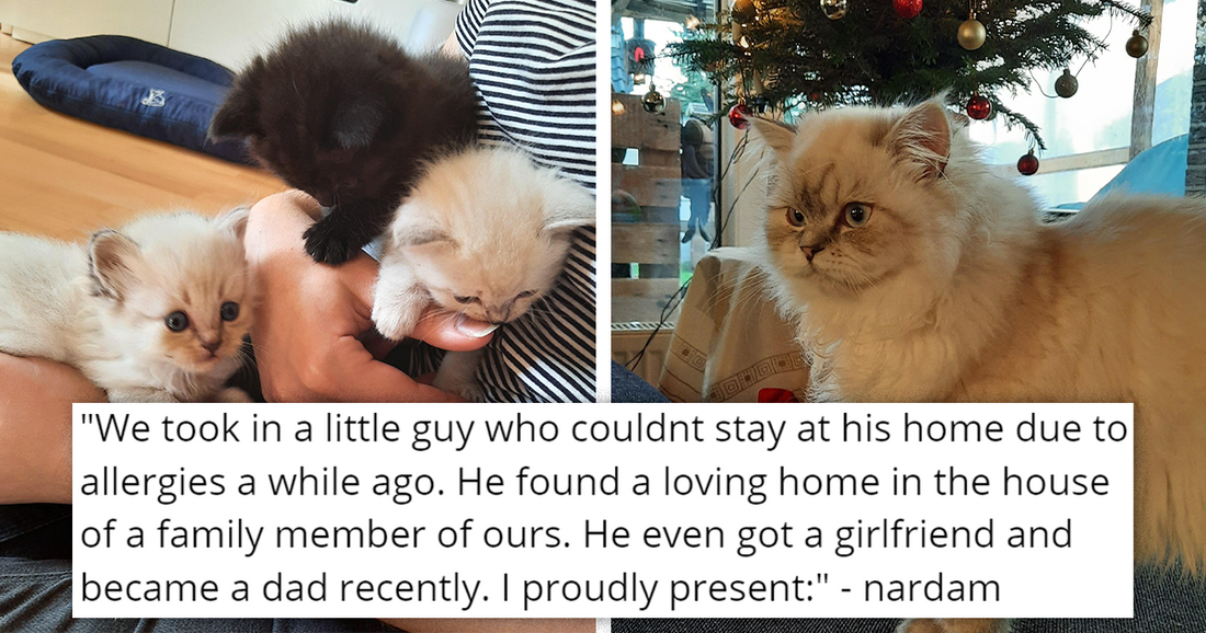 Cat Gets Adopted, Has Three Babies With Girlfriend