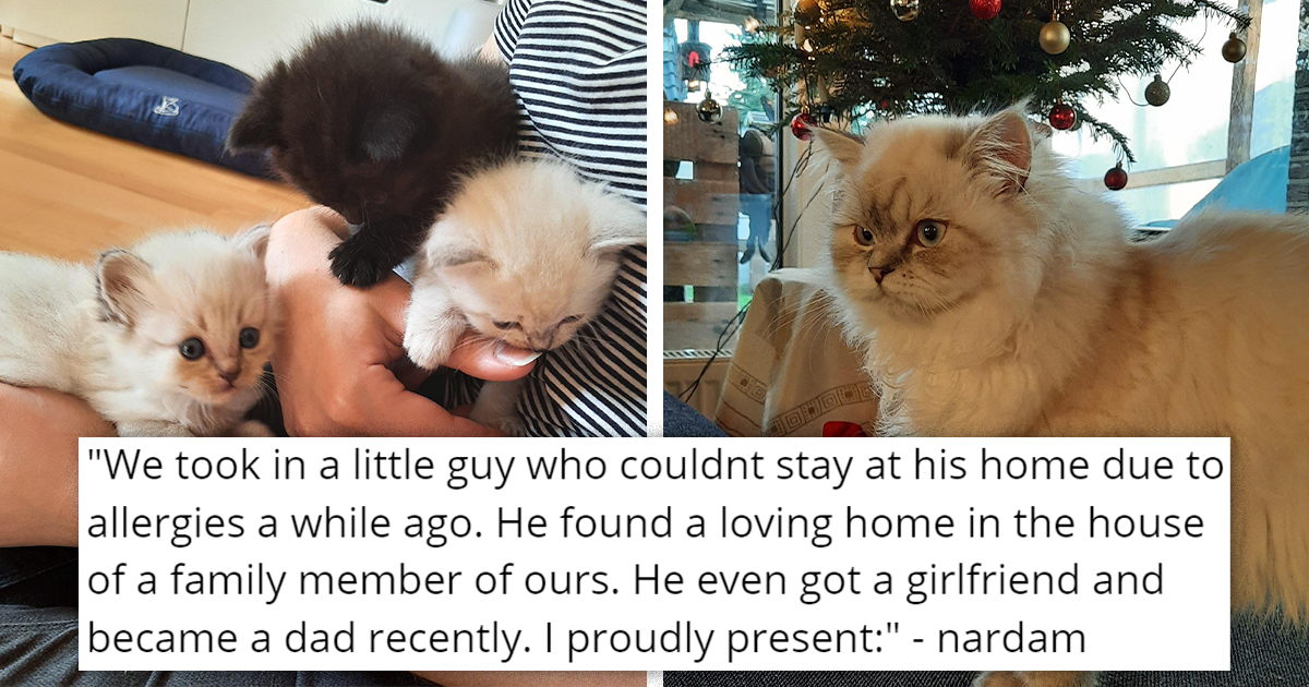 Cat Gets Adopted, Has Three Babies With Girlfriend