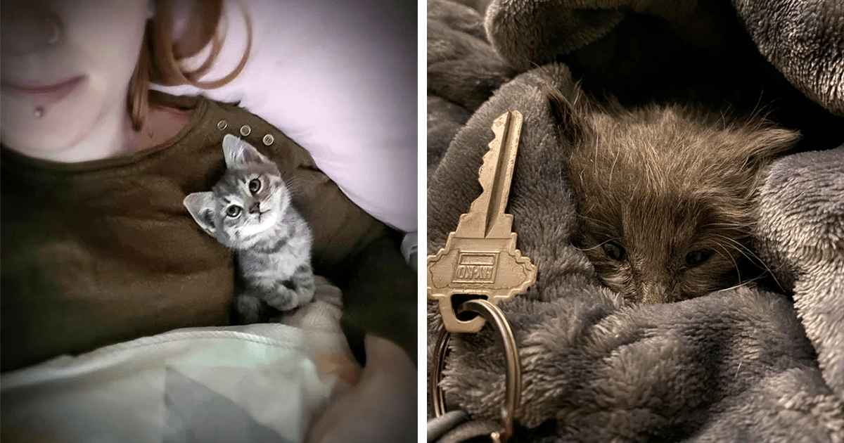 20 Adorable Pictures Of Smol Kittens That Will Make You Go Awe