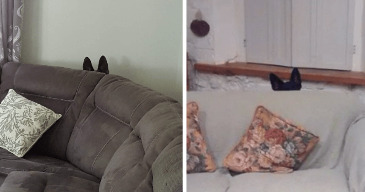 Hilarious Pics Of Dogs Playing Hide And Seek But Their Pointy Ears Give Em All Away - grandgoldman.com