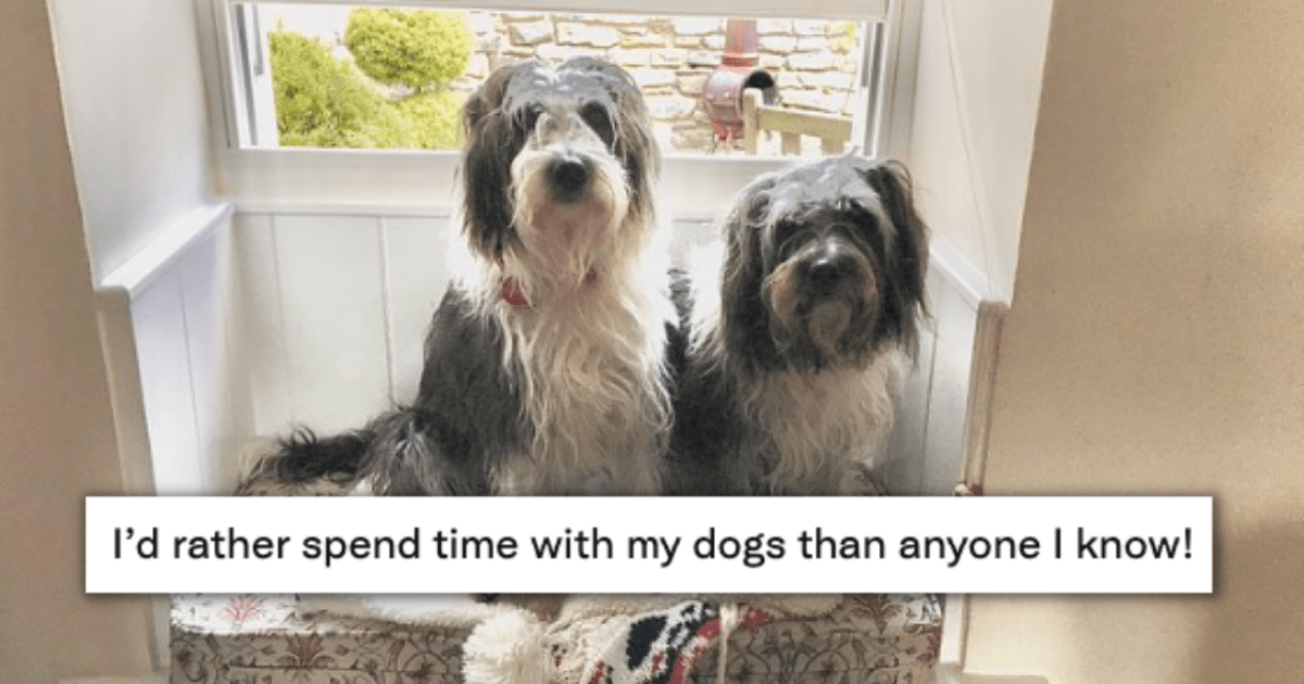 22 Times People Were Convinced That Dogs Are Much Better Than Humans In Every Way