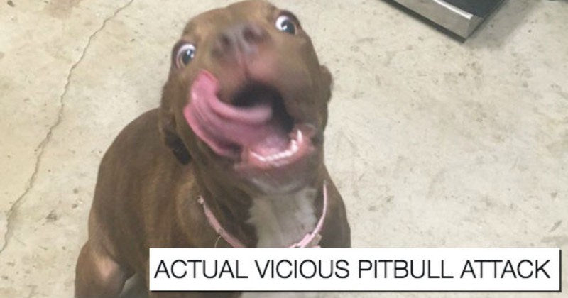 8 Vicious Pitbull Attacks Caught On Camera