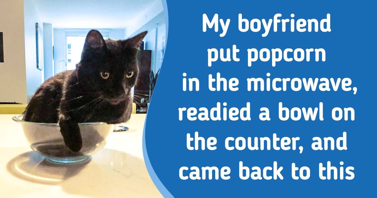 23 Cats That Found The Perfect Place To Chill, And No One Can Convince Them Otherwise - grandgoldman.com