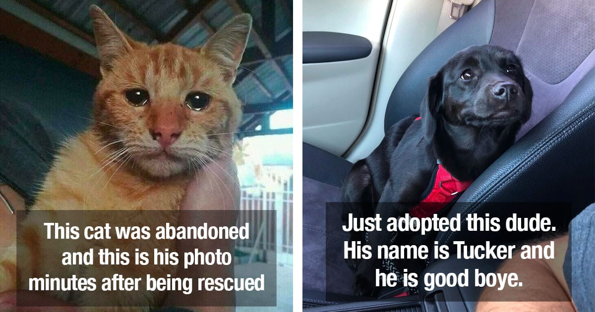 45 Before-After Photos Of Rescued Cats & Dogs That Show Why We Should Adopt Not ‘Shop’.