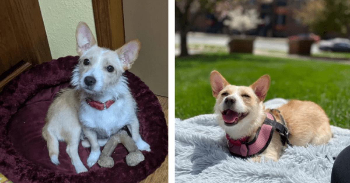 Before And After Adoption Glowups That Showing Power Of Love And Care - grandgoldman.com