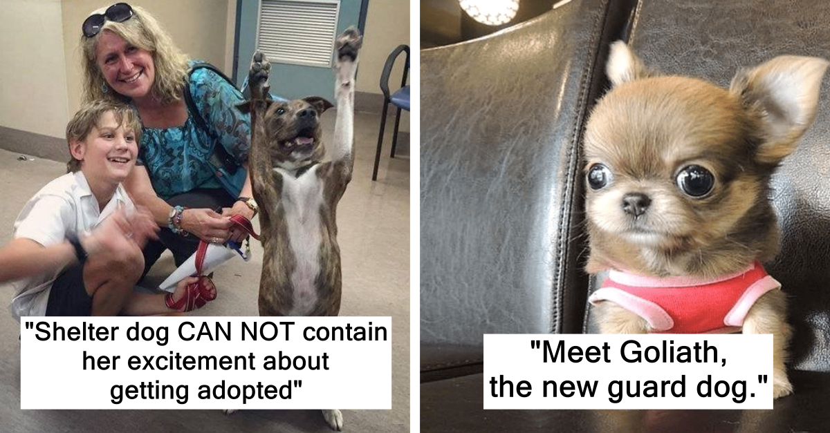 These Lucky Dogs Just Got Adopted And You Can See The Happiness On Their Faces - grandgoldman.com