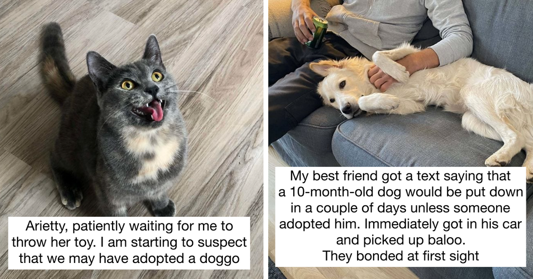 40 Photos Of Pets After Getting Rescued That Show Power Of Adoption And How It Changes Lives