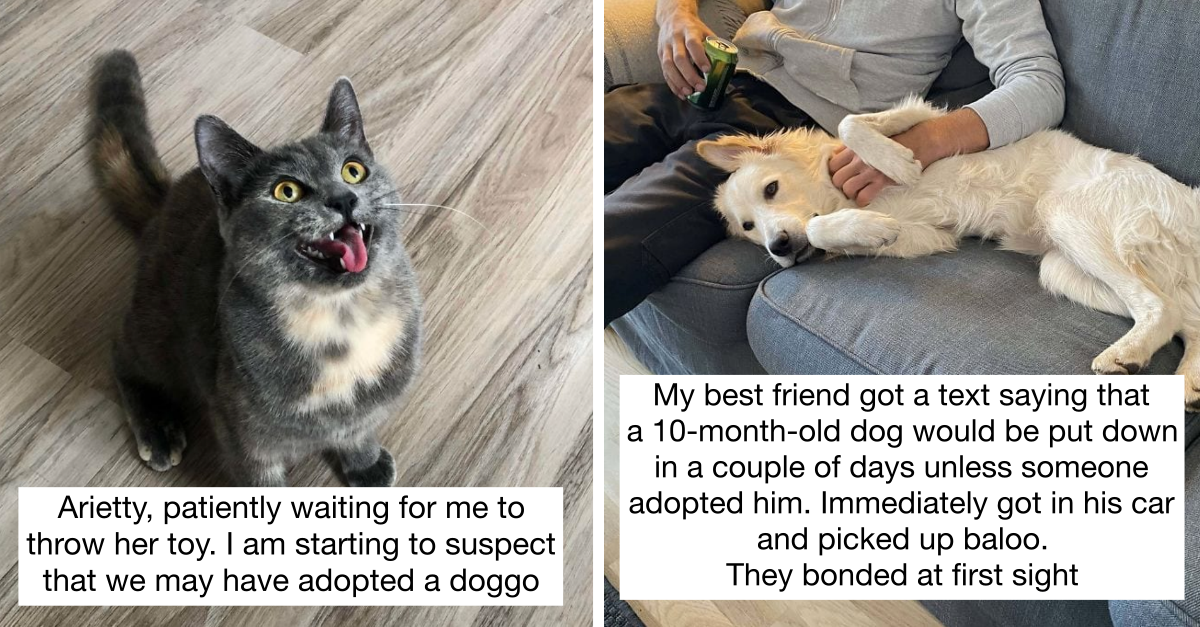 40 Photos Of Pets After Getting Rescued That Show Power Of Adoption And How It Changes Lives