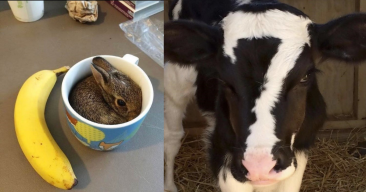 20 Adorable Animals That Will Make You Proud Of Them