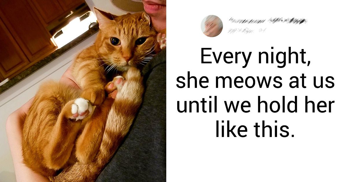 17 Heartwarming Animals Pictures That Won’t Make Sense Without The Story - grandgoldman.com