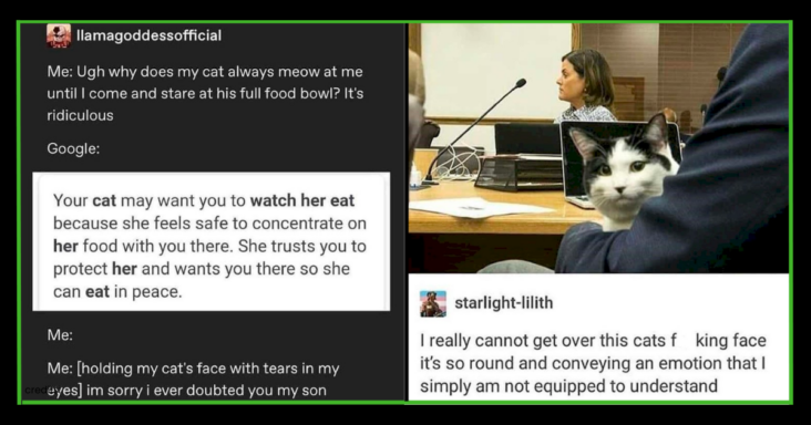 15 Hilarious Things About Cats That Only Cat Parent Will Relate To - grandgoldman.com