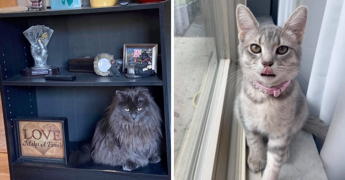 20 Adorable Cats That Will Melt Your Heart