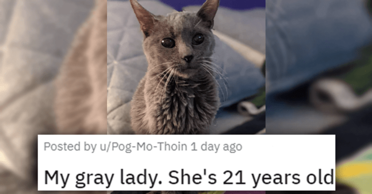 13 Hilarious And Adorable Cats That Will Make You Smile