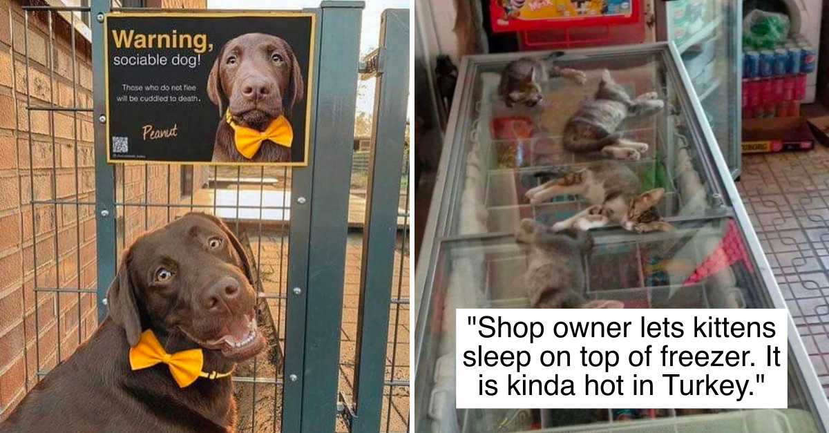 21 Adorable Photos Of Animals Overloaded With Cuteness