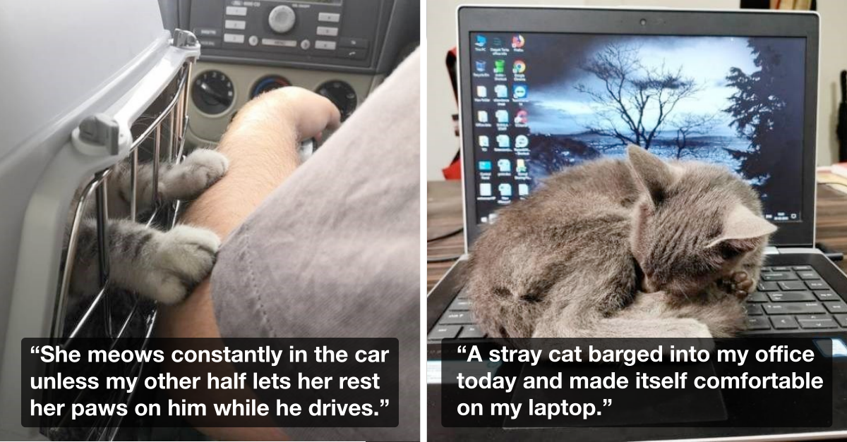 Wholesome Kitty Litter To Fill Your Inner Void (20 Cute Cats) - grandgoldman.com