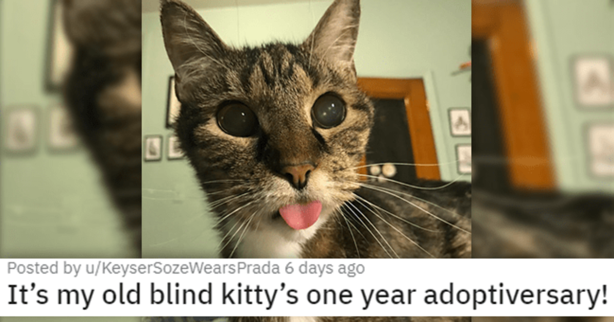 A Purrfect Compilation Of Cats To Give You Your Daily Dose Of Cuteness - grandgoldman.com