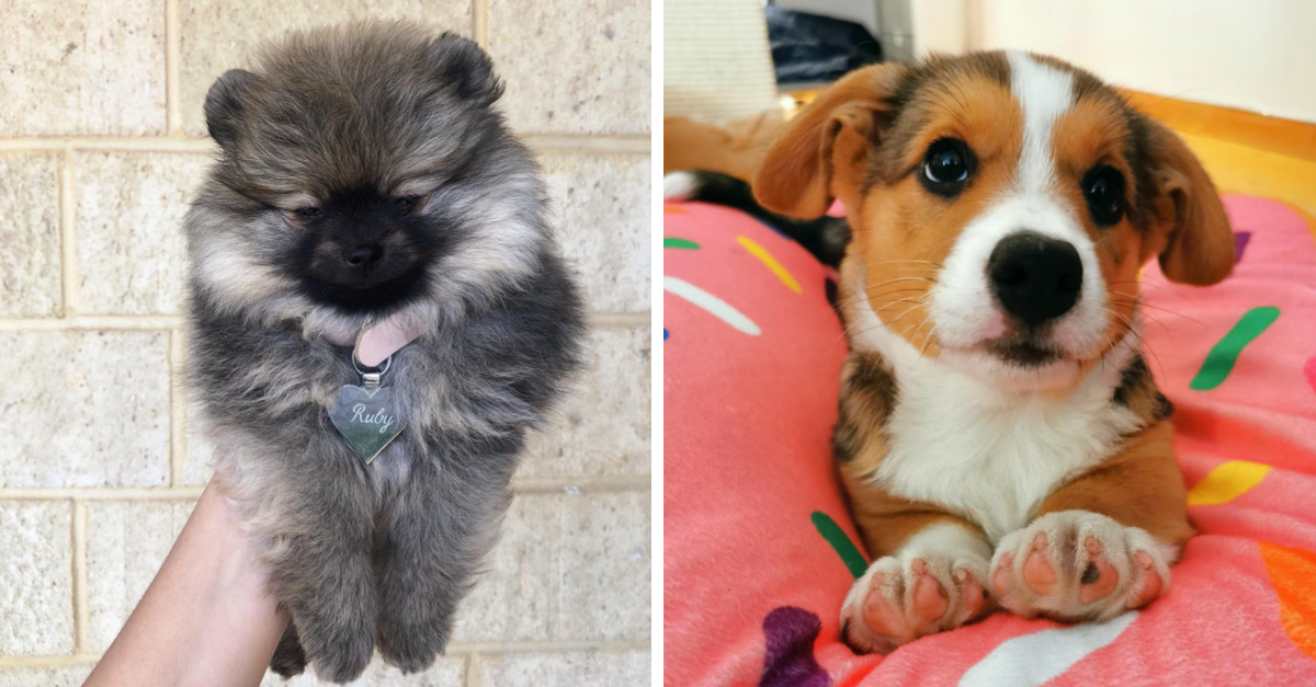 40 Adorable Puppers That Will Make You Want To Adopt A Dog Right Now - grandgoldman.com