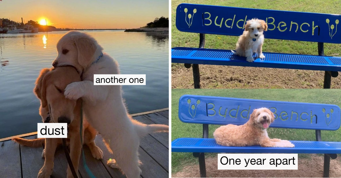 35 Adorable Puppies That’ll Make Everything Better