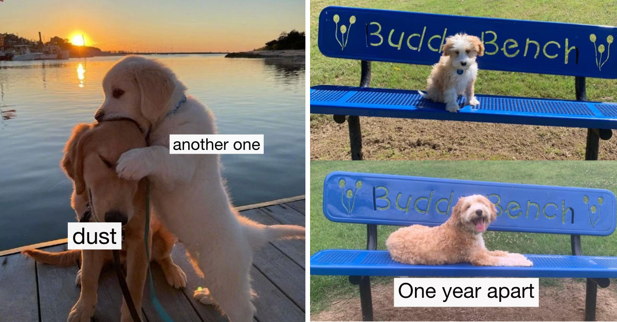 35 Adorable Puppies That’ll Make Everything Better
