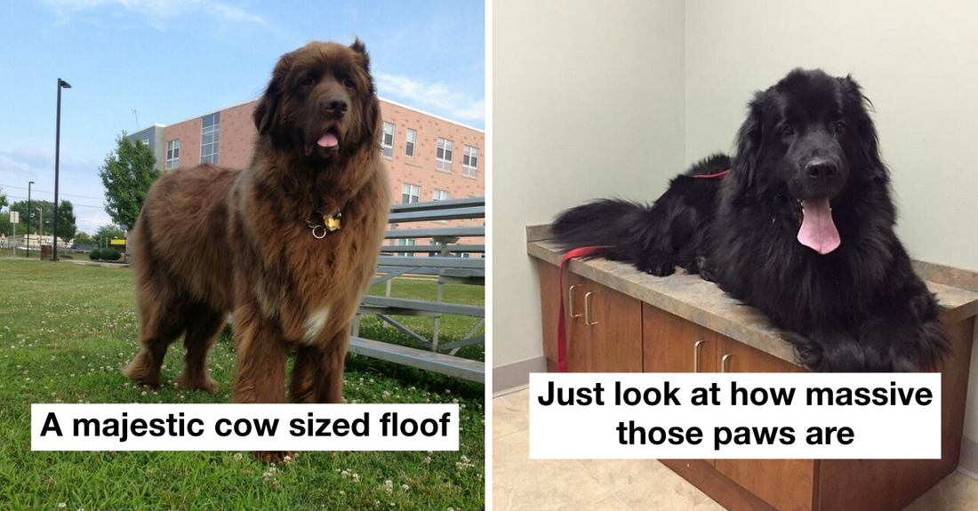 50 Dogs That Are So Big That It’s Like Having A Cow In Your House