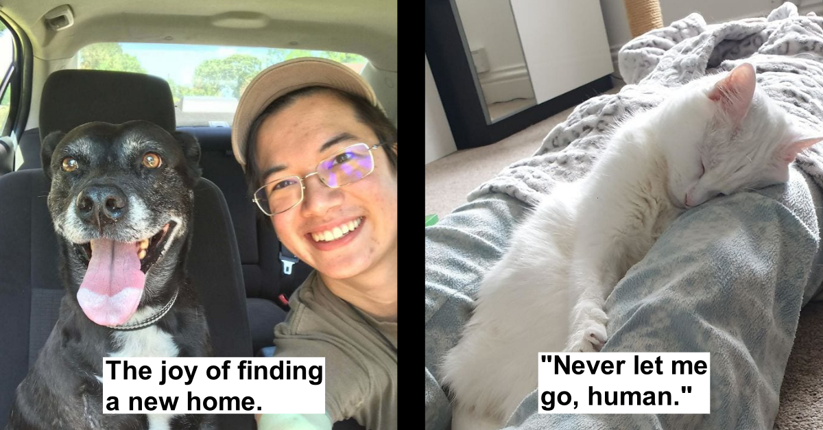 45 Pictures Of Cats And Dogs Who Transformed Completely After Being Adopted