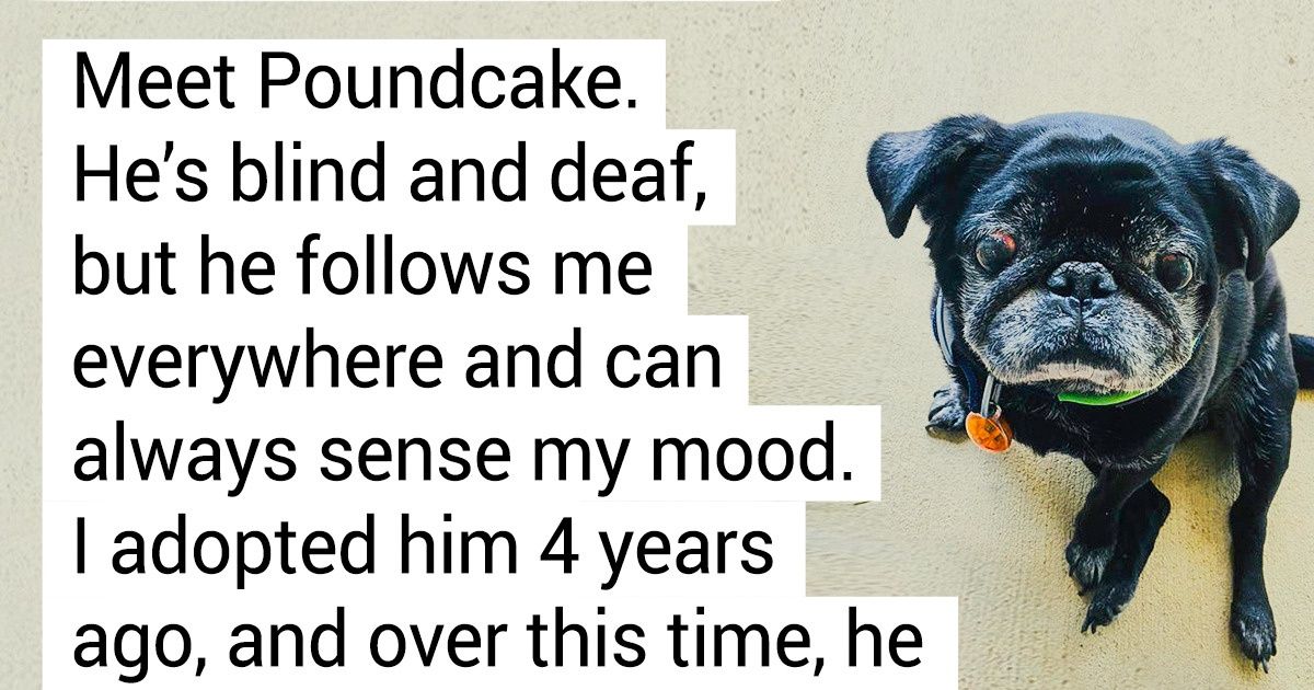 How Love Changed 18 Pets After They Finally Found Their Forever Homes