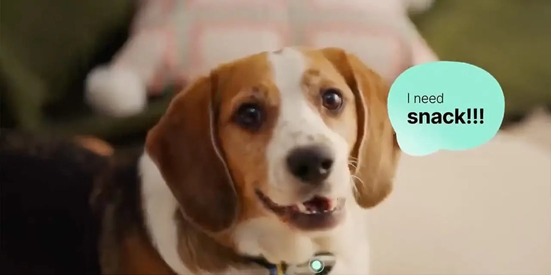 Pettichat: An AI collar that translates your pets' barks and meows