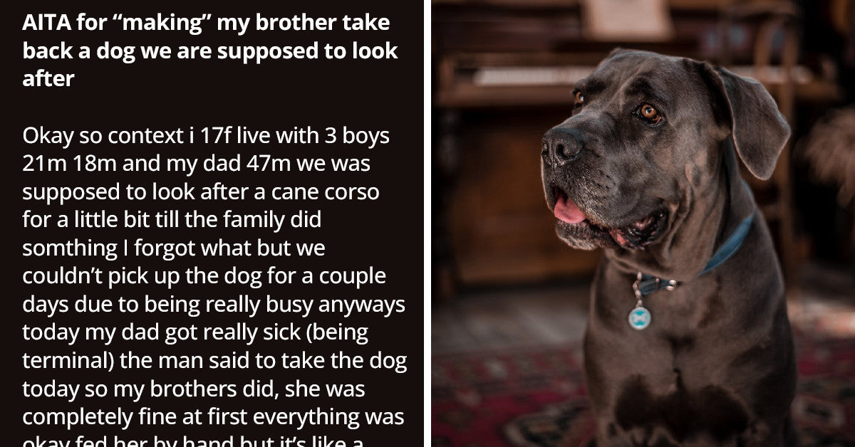 Girl Wants Brother To Take Back An Aggressive Dog After The Dog Attacked Her