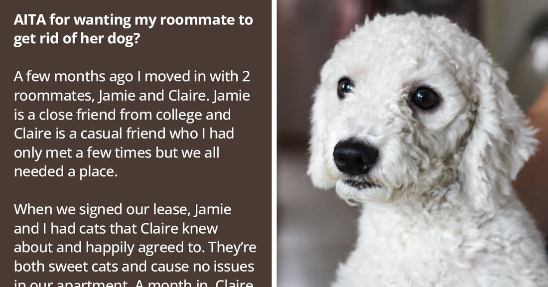 Girl Wants To Get Rid Of Her Roommate’s Blind And Deaf Dog Because She Is Tired Of Cleaning After It