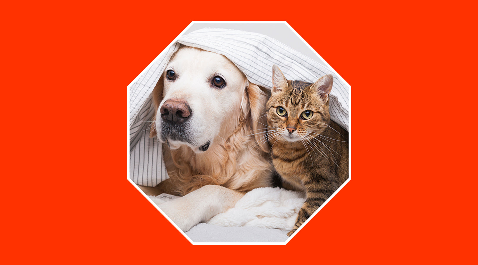 Is it compatible with having an alarm with pets in our house? - grandgoldman.com