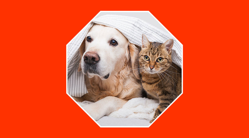 Is it compatible with having an alarm with pets in our house? - grandgoldman.com