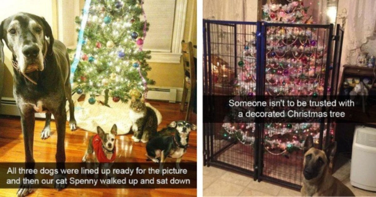 13 Wholesome Doggo Snaps To Make Your Holidays Better And Brighter - grandgoldman.com