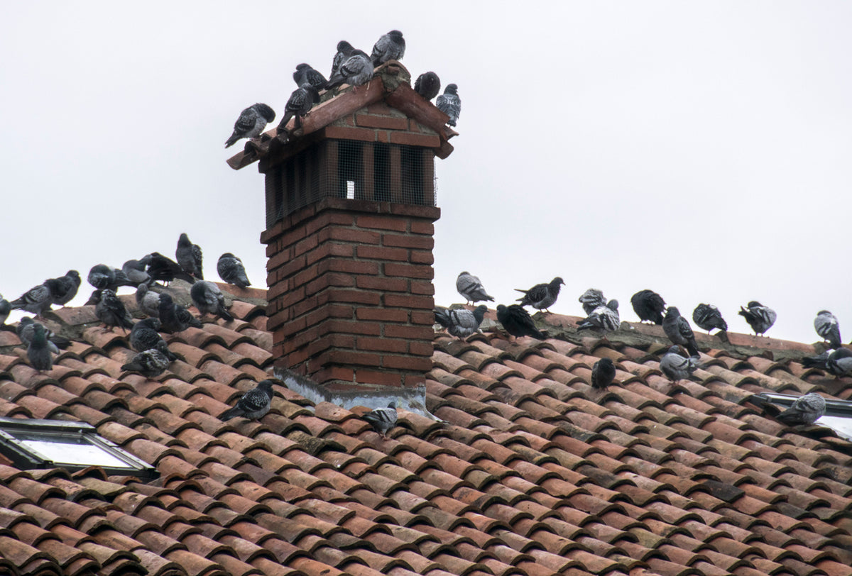 Pigeon Infestation: Health Risks & Structural Damage Control