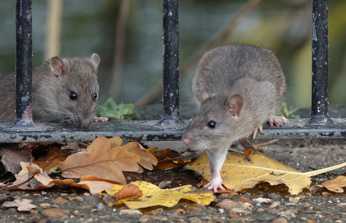How to Keep Mice Out of Your Business: Expert Rodent Control Tips