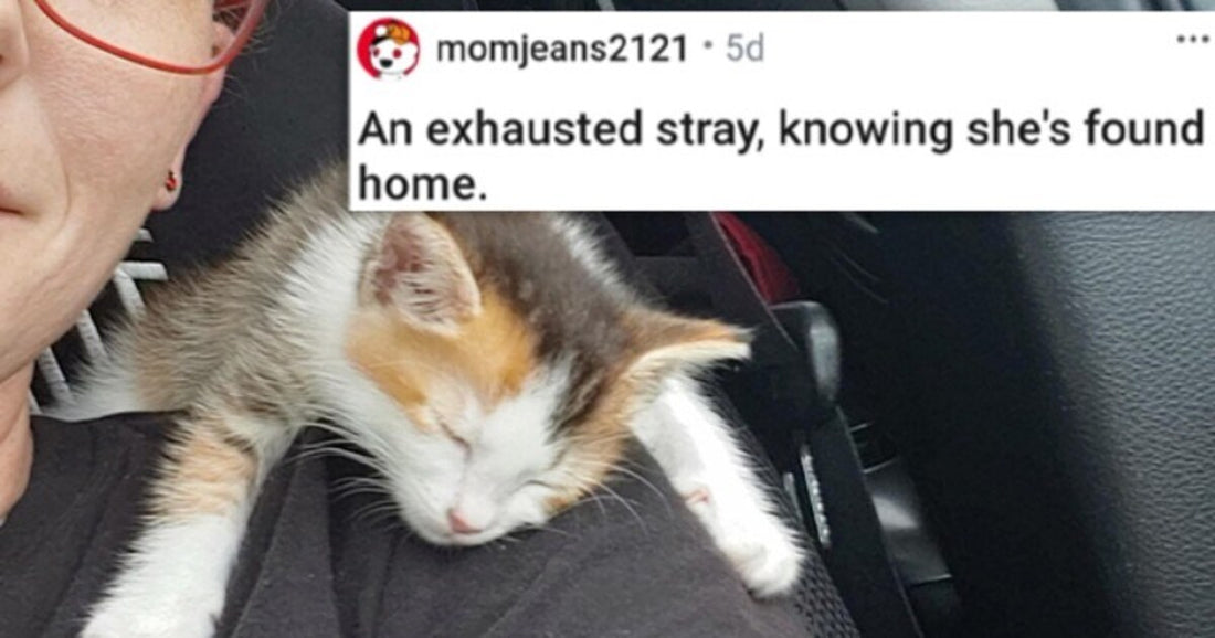 Give Your Serotonin Level A Boost With 22 Cute Animal Photos Of The Week