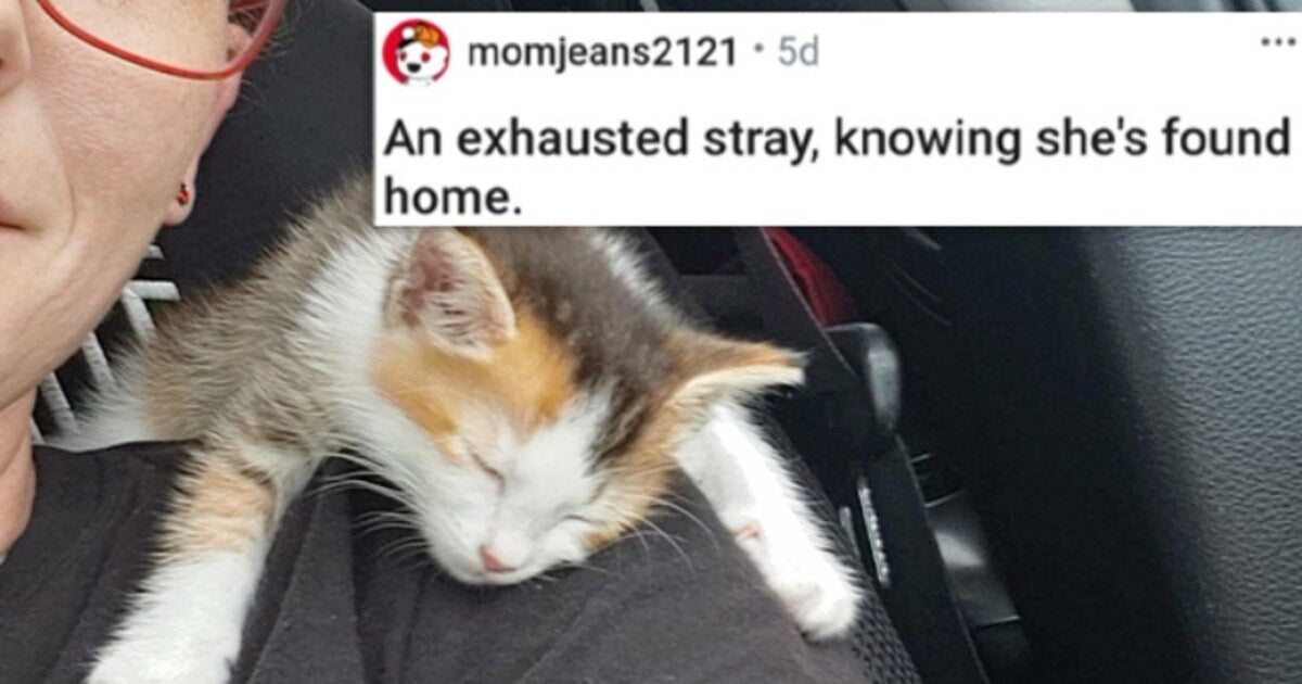Give Your Serotonin Level A Boost With 22 Cute Animal Photos Of The Week