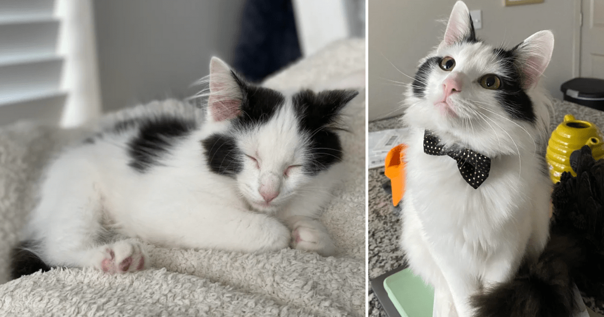 Power Of Adoption: 30 Before And After Photos Of Cats That Got A Second Chance At Life