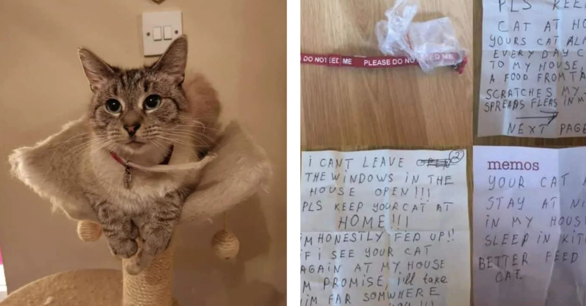 ‘Angry’ Neighbour Pins A Letter On Cat’s Collar Who Likes To Roam Around