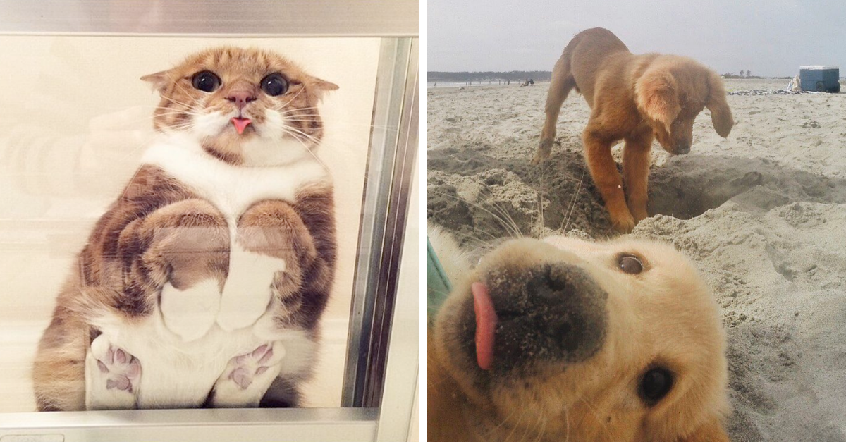 15 Animals Who Broke The Cute-o-meter With Their Bleps