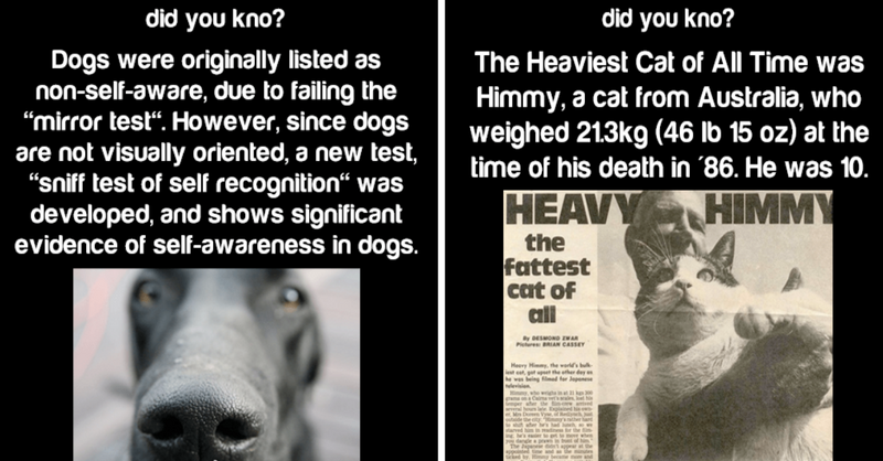 Interesting Animal Facts That’ll Make You Feel Smarter - grandgoldman.com