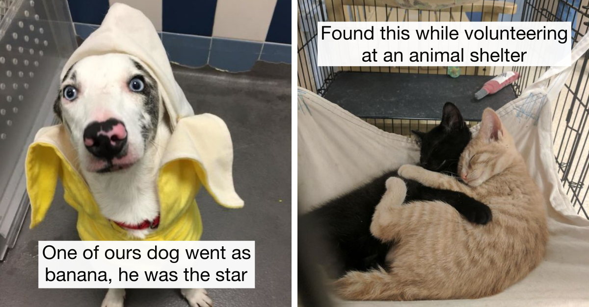 Wholesome Photos Of Animals Shared By Animal Shelter Volunteers That Show How Pure They Are