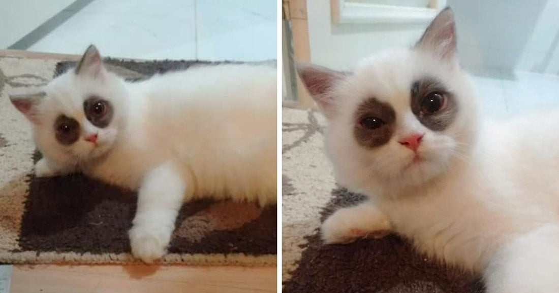18 Animals With Adorable Quirks That Can Make Anyone Fall In Love With Them
