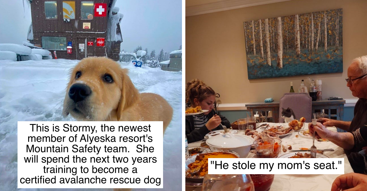 20 Animal Photos That Show They Are Living Their Best Lives
